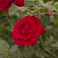 Роза (Rosa) Quality Rose Минья полиантовая 3л 1шт