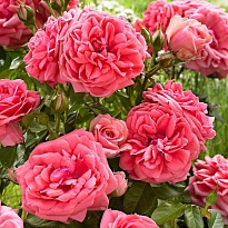 Роза (Rosa) Quality Rose Кимоно флорибунда 3л 1шт