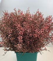 Джениста Bunch Pink