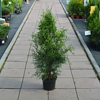 Туя (Thuja) западная Брабант 3л h65-80 1шт