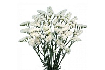 Статица Florsani White дл.60 10шт