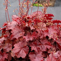 Гейхера (Heuchera) Нозерн Икспожэ Ред d12 1шт