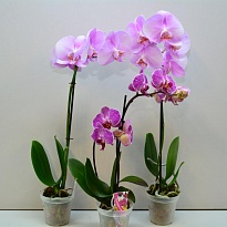 Орхидея Фален. розовый 1 ст d9 h45 12шт