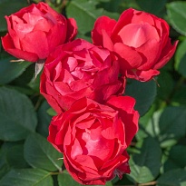 Роза (Rosa) Quality Rose Черри Боника флорибунда 3л 1шт