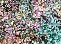 Гипсофила Pyganflor Rainbow Pastel дл.1000 25шт