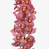 Орхидея Cymbidium Large Lipstick*6 дл.80 1шт