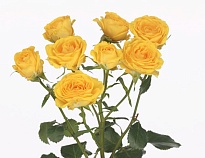 Роза кустовая Ramona дл.50 10шт