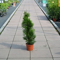 Туя (Thuja) западная Смарагд 2л h30-40 1шт