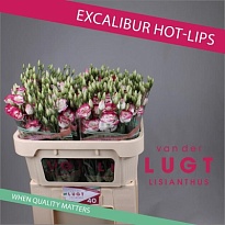 Эустома Excalibur Hot Lips 10шт