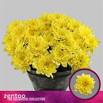 Хризантема кустовая Altaj Yellow 5шт