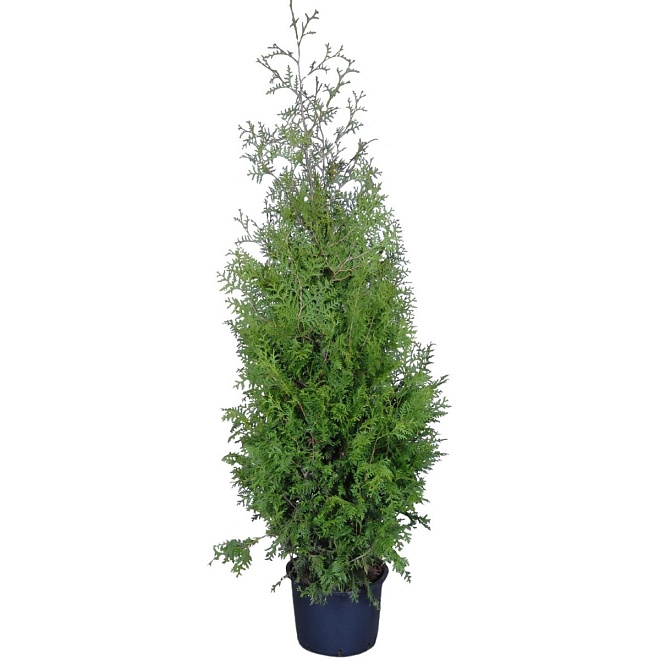 Туя (Thuja) западная Брабант 25л h160-180 1шт