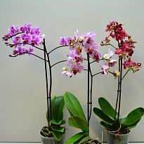 Орхидея Фален. Мультифлора микс 1 ст d12 h50 10шт
