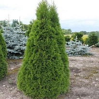 Туя (Thuja) западная Смарагд 25л h230-250 1шт