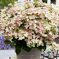 Гортензия (Hydrangea) метельчатая Полистар d9 h10-15 18шт