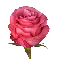 Роза Naranjo Roses Conquista дл.50 25шт