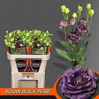 Эустома Rosanne Black Pearl 10шт